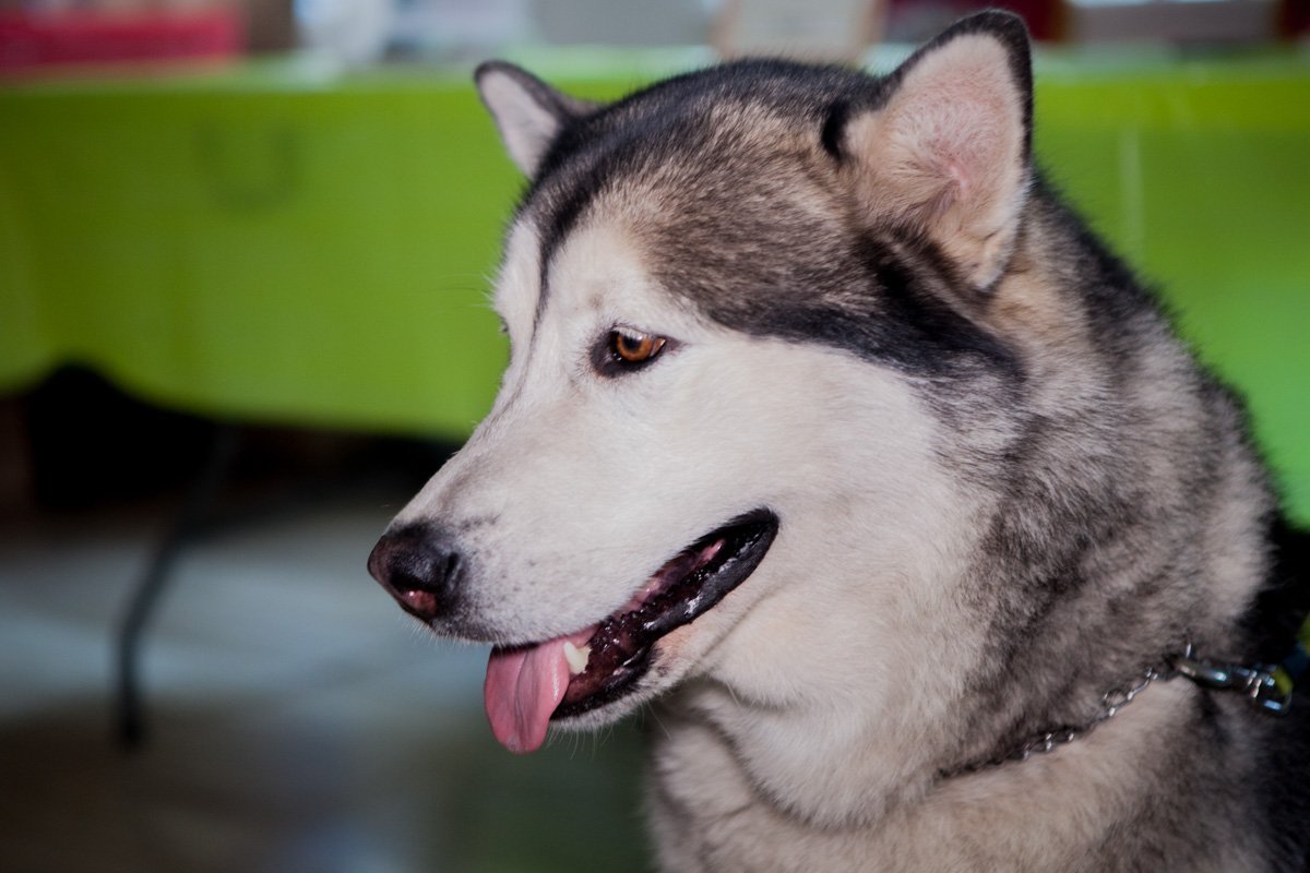 Четвероногая любовь Четвероногая любовь