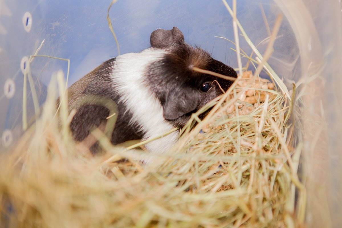 Вы знали, что есть Украинский клуб морских свинок? Вы знали, что есть Украинский клуб морских свинок?