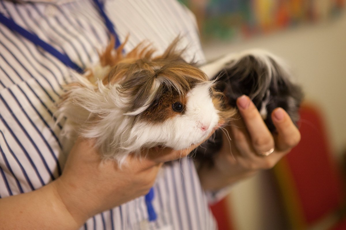 Ukrainian championship show - общественная организация, которая объединяет людей заинтересованных в разведении и выращивании породных морских свинок Ukrainian championship show - общественная организация, которая объединяет людей заинтересованных в разведении и выращивании породных морских свинок