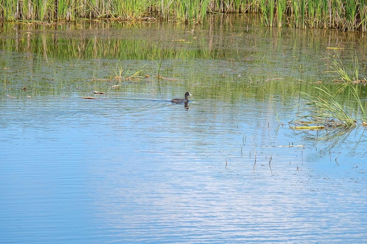 ...а весной затапливала дома местных жителей ...а весной затапливала дома местных жителей