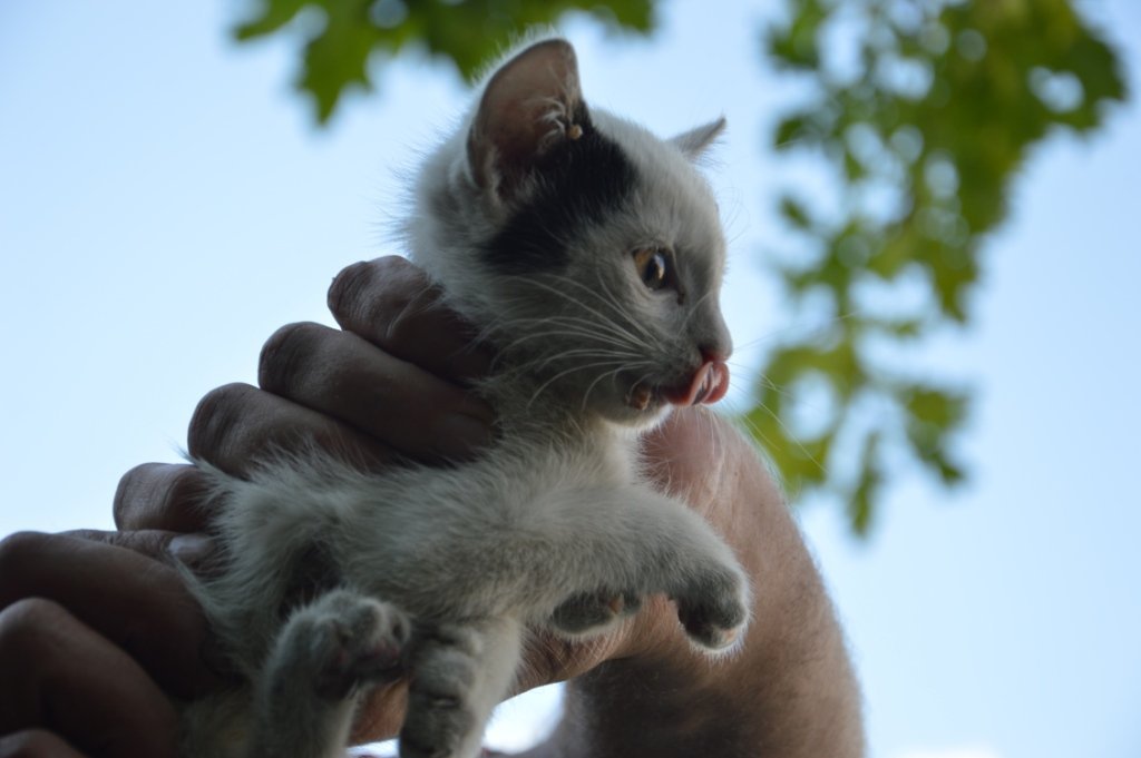 Жизни мурчалке больше ничего не угрожает Жизни мурчалке больше ничего не угрожает