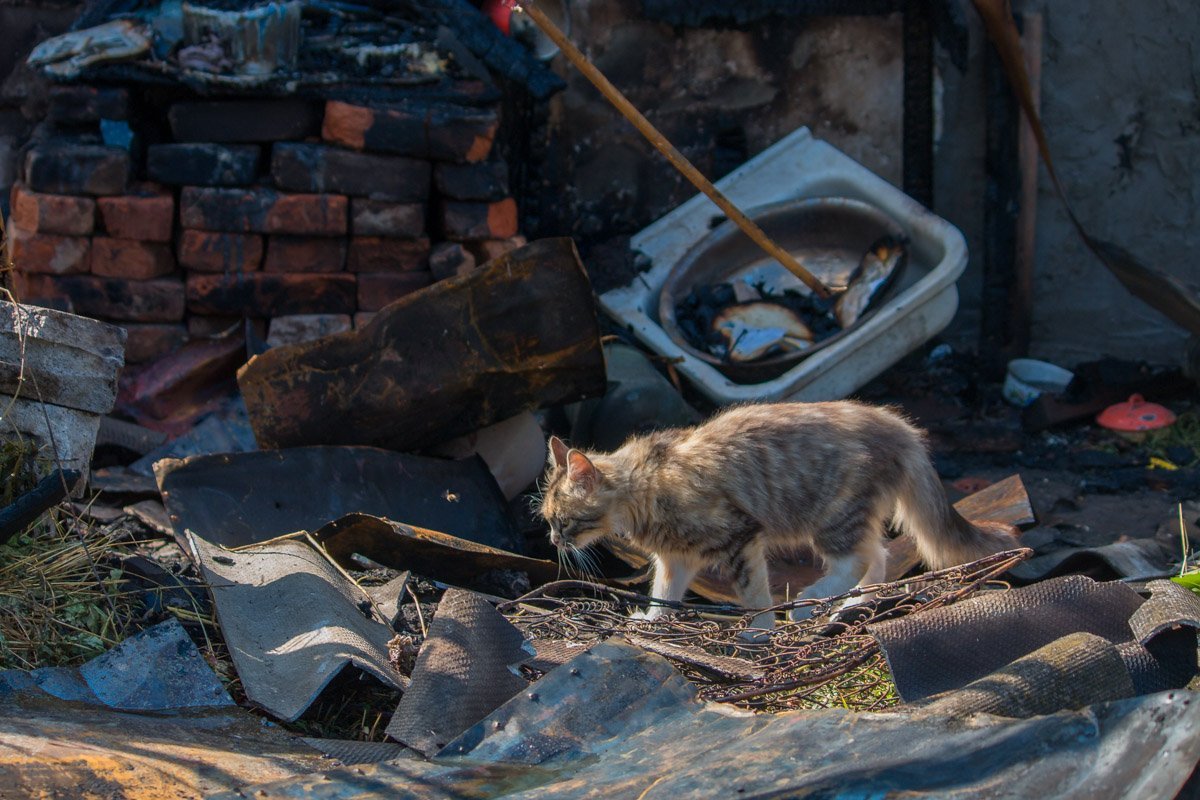 Полосатый еще не понимает, что стал бездомным Полосатый еще не понимает, что стал бездомным