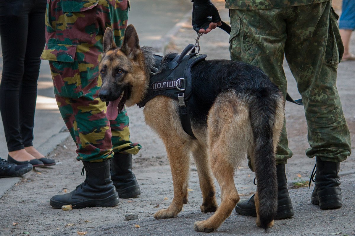На место прибыли взрывотехники с собаками На место прибыли взрывотехники с собаками