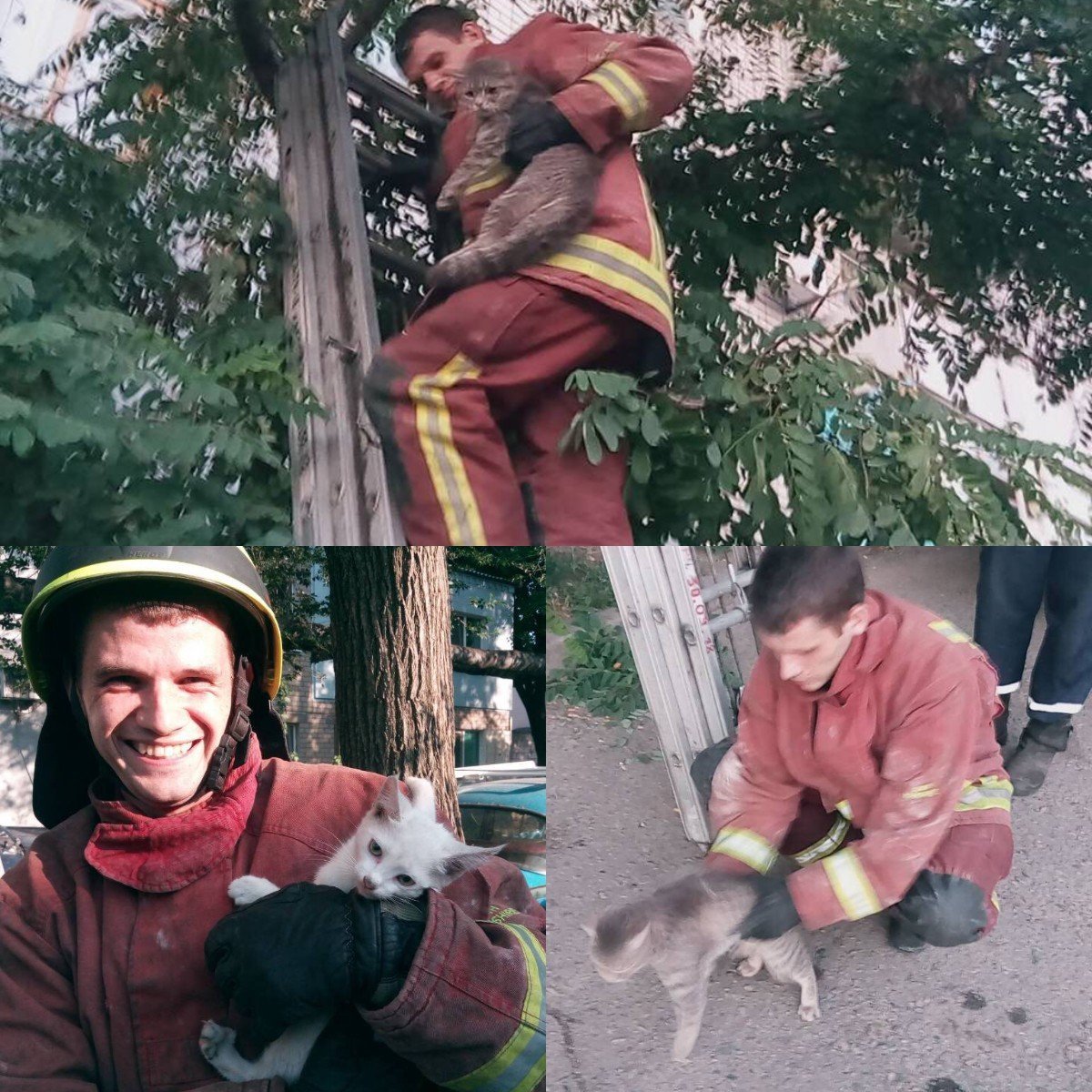 Спасатели Днепра спасли сразу двух котов