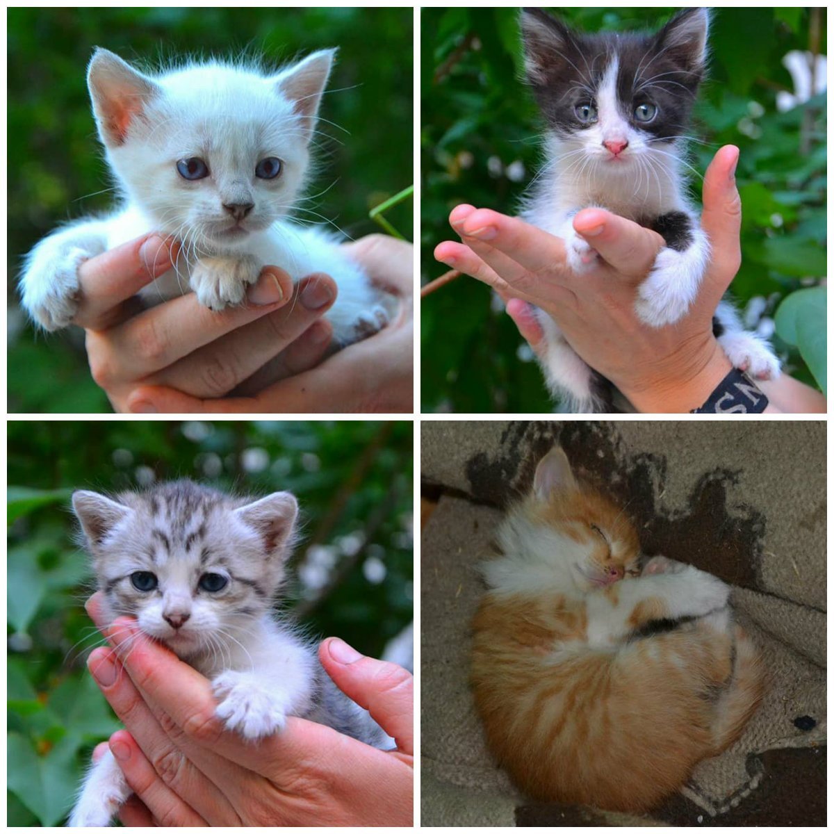 Можно забрать всех?