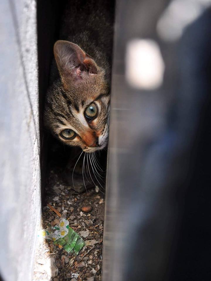 Пссс, парень, не хочешь немного мурмурмур?