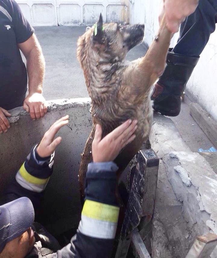 Животное достали из люка с помощью лестницы-палки