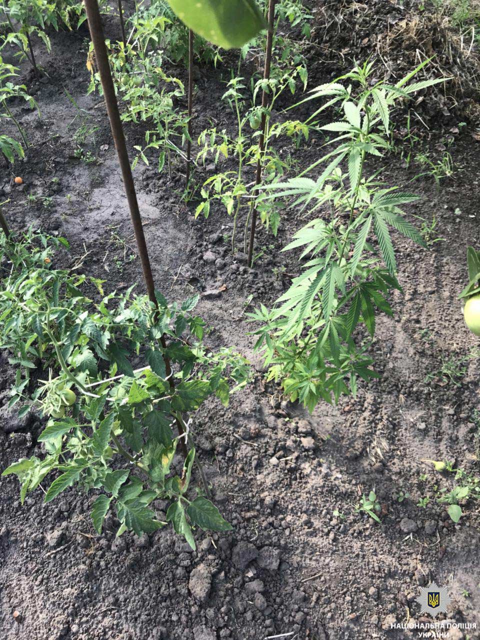 Растения и вещества направили на экспертизу