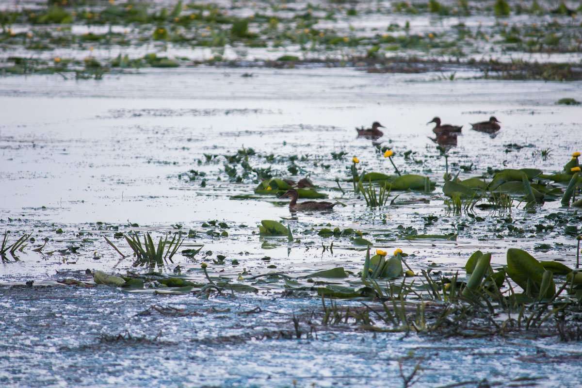 Уточки, держитесь Уточки, держитесь
