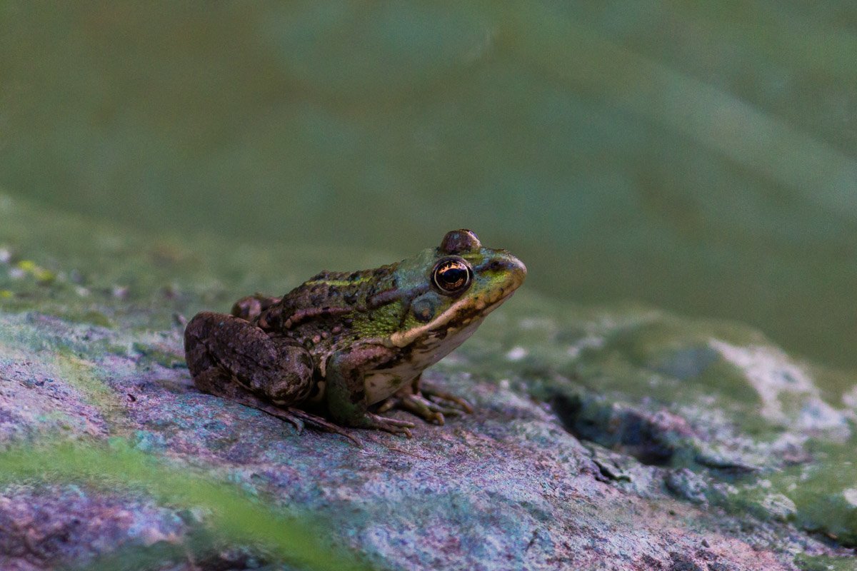 Лягушки не были готовы к такому повороту событий Лягушки не были готовы к такому повороту событий
