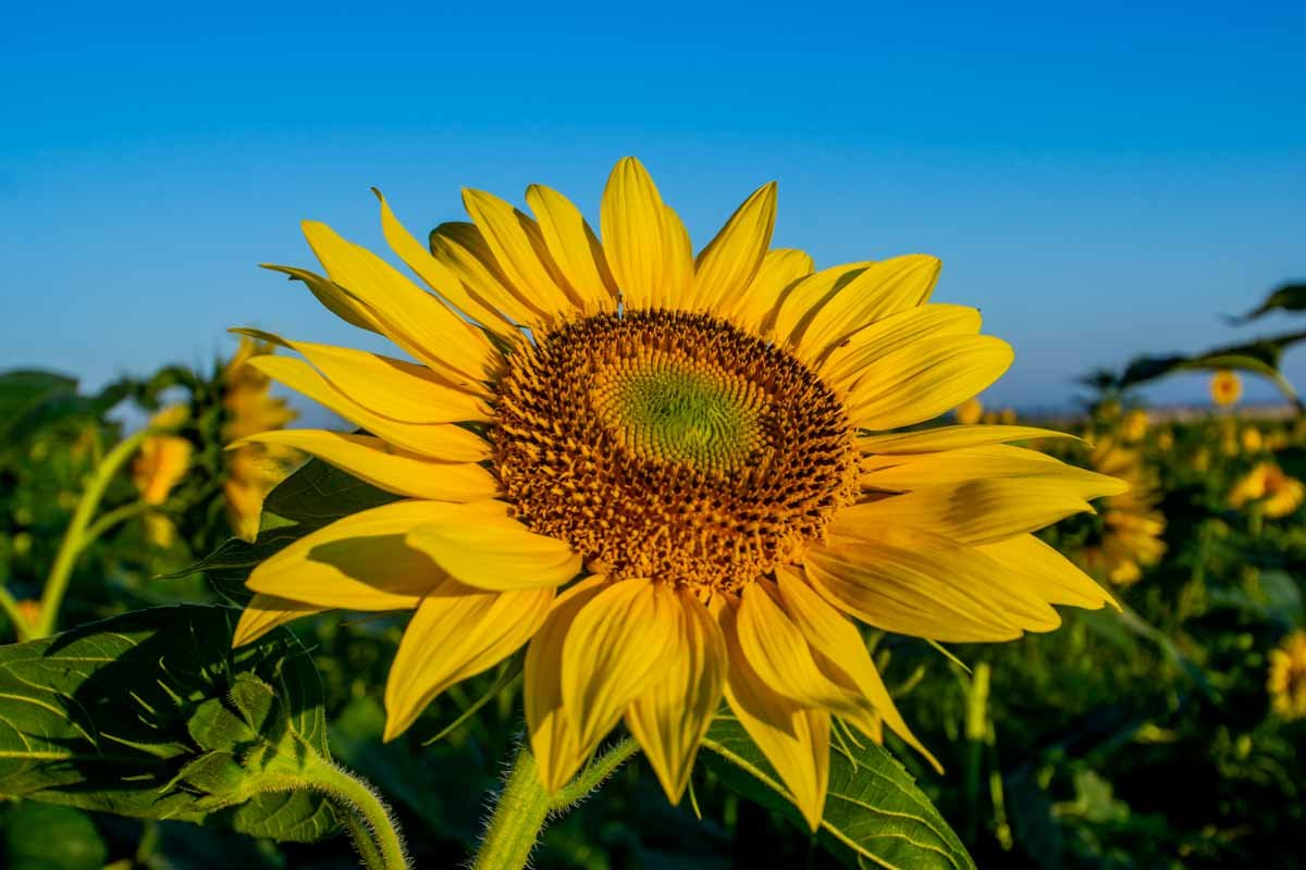 Фото: Александр Лаур