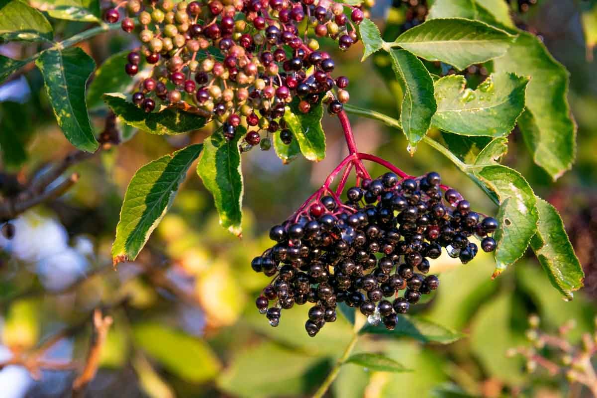 Волчьи ягоды медленно спеют, греясь в лучах солнца