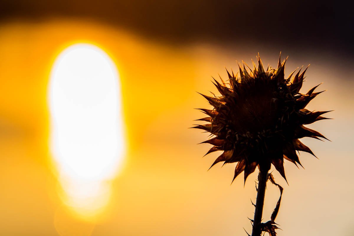 Все живое прекрасно по своему