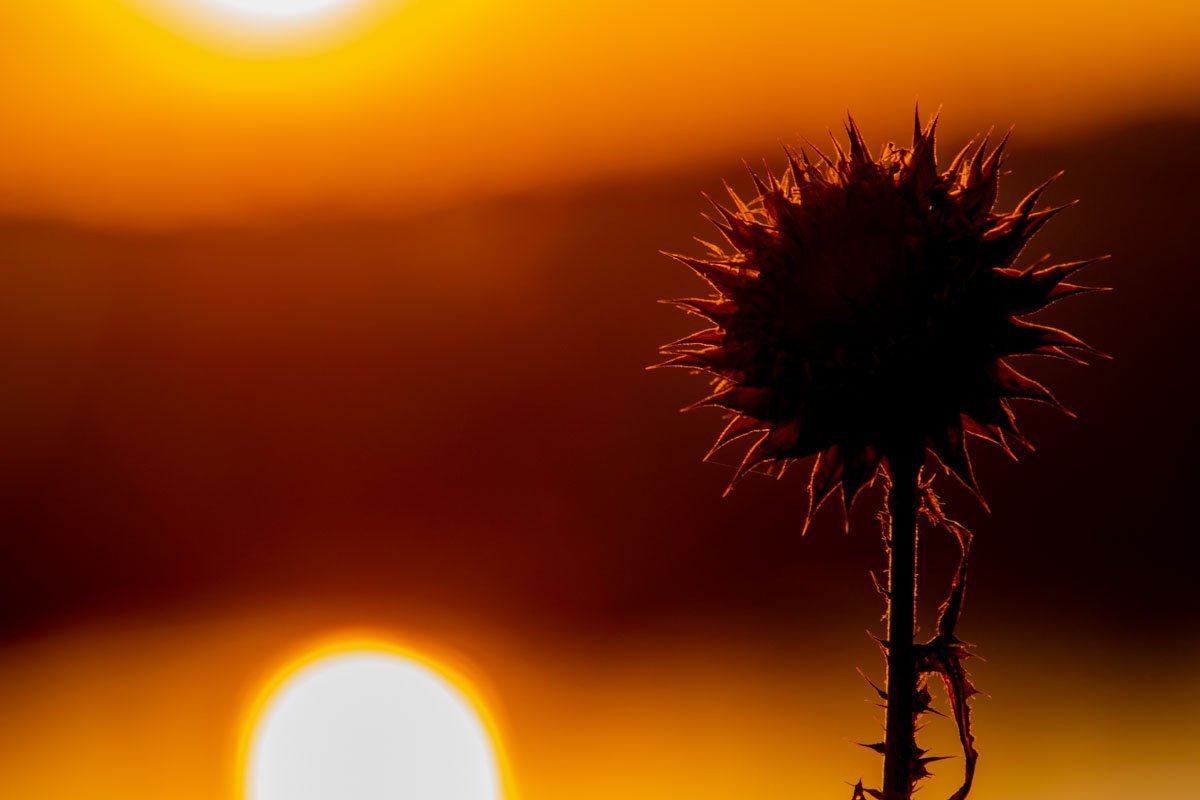 Нет ничего более изобретательного, чем природа