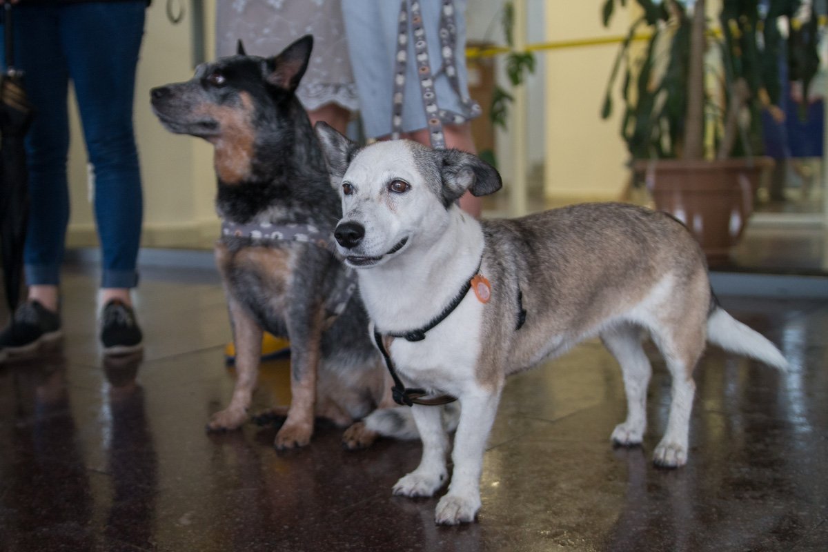 Многие участники акции пришли со своими любимцами Многие участники акции пришли со своими любимцами