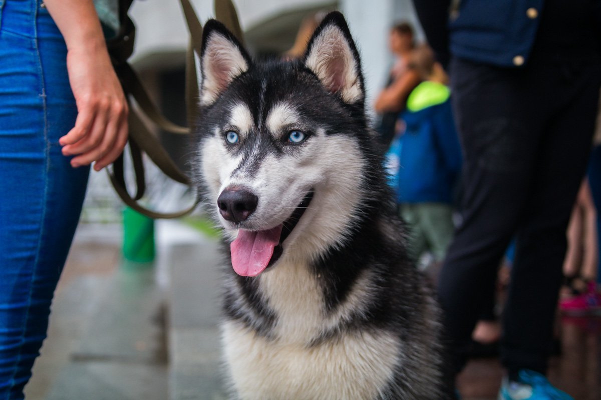 Его зовут Ник, прежние хозяева просто выбросили его на улицу Его зовут Ник, прежние хозяева просто выбросили его на улицу