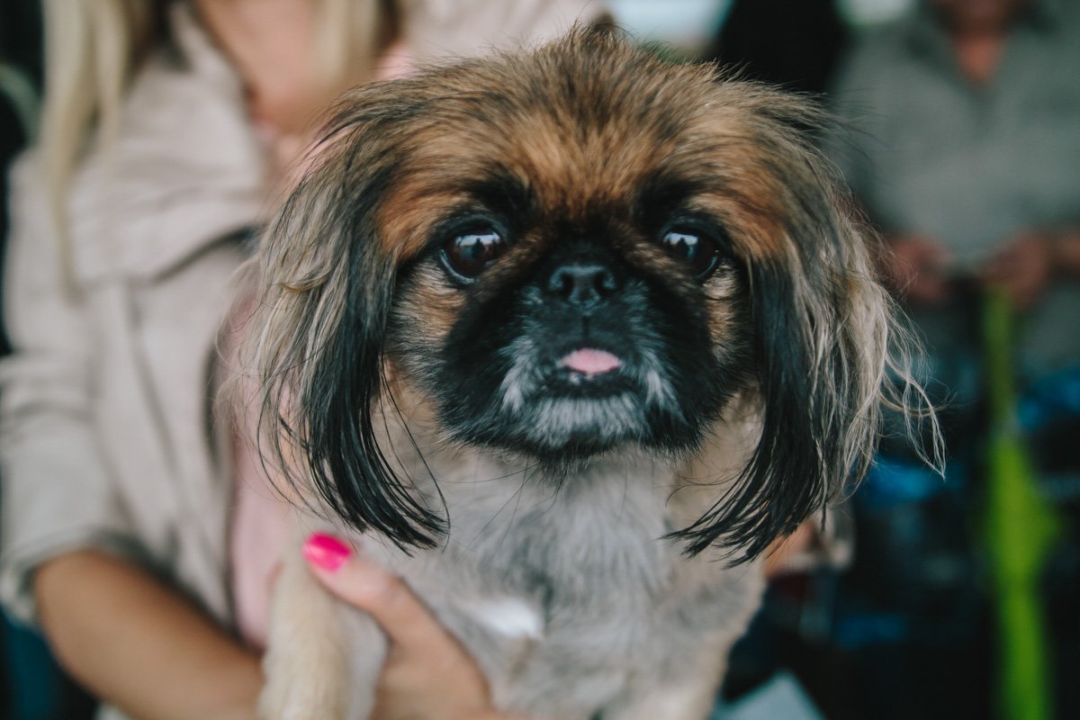 Украина - не живодерня Украина - не живодерня