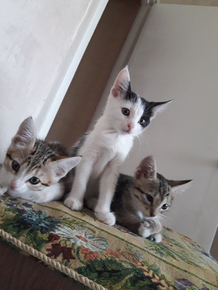 Котят нашли на пустынном берегу реки Котят нашли на пустынном берегу реки