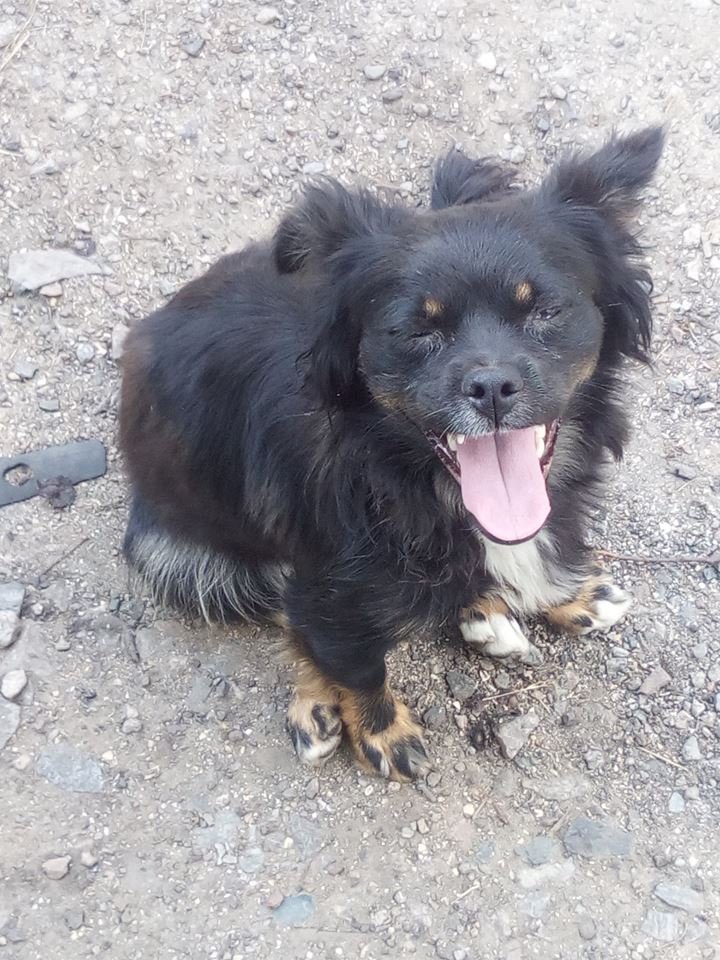 Собака очень контактная, ориентирована исключительно на человека Собака очень контактная, ориентирована исключительно на человека