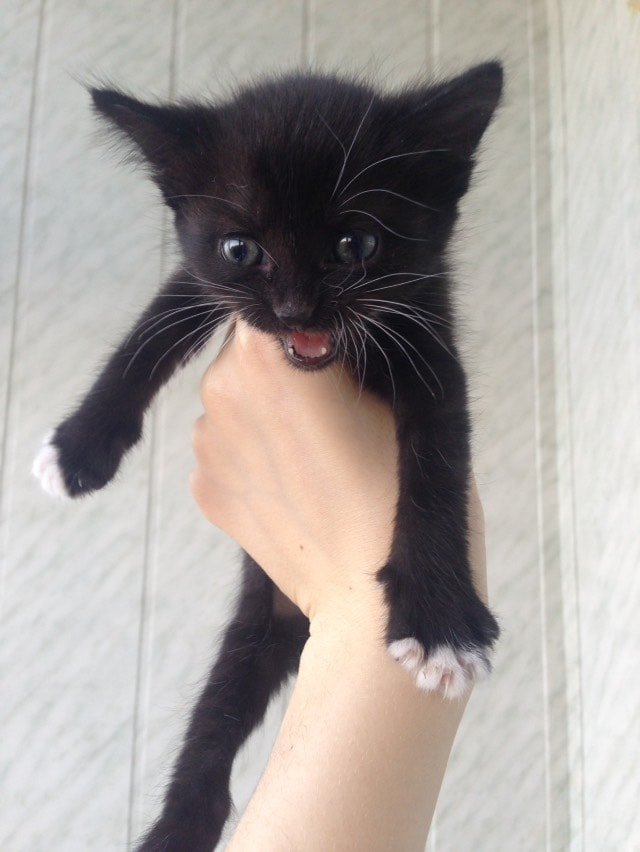 Маленькая крошка ищет дом Маленькая крошка ищет дом