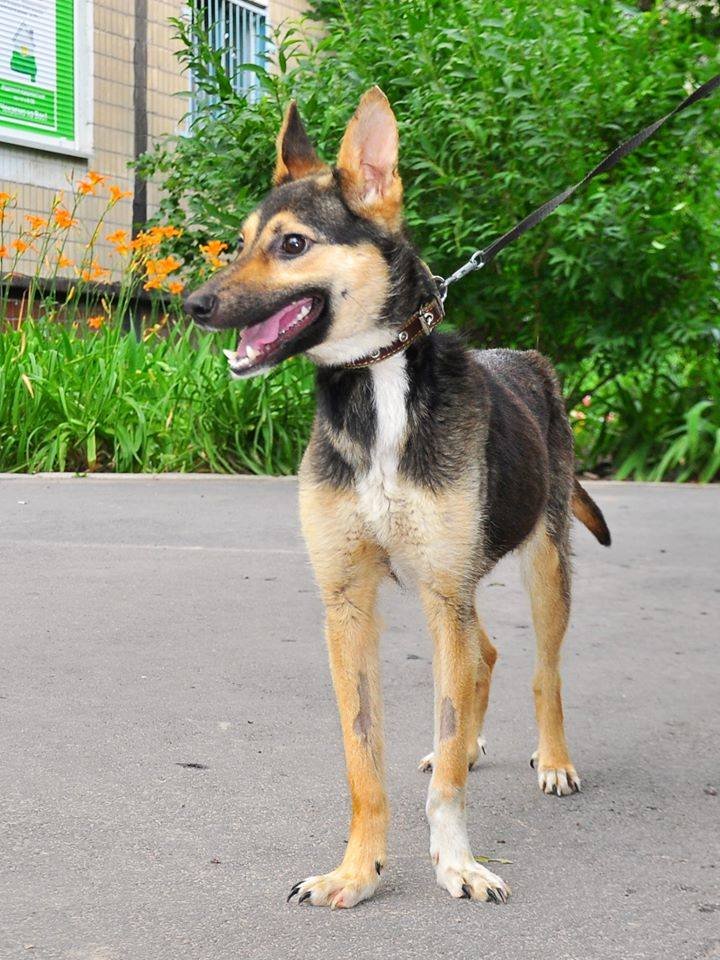 Отдается стерилизованной, не на цепь Отдается стерилизованной, не на цепь