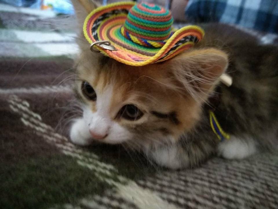 Эта крошечка нуждается в заботе и ласке Эта крошечка нуждается в заботе и ласке