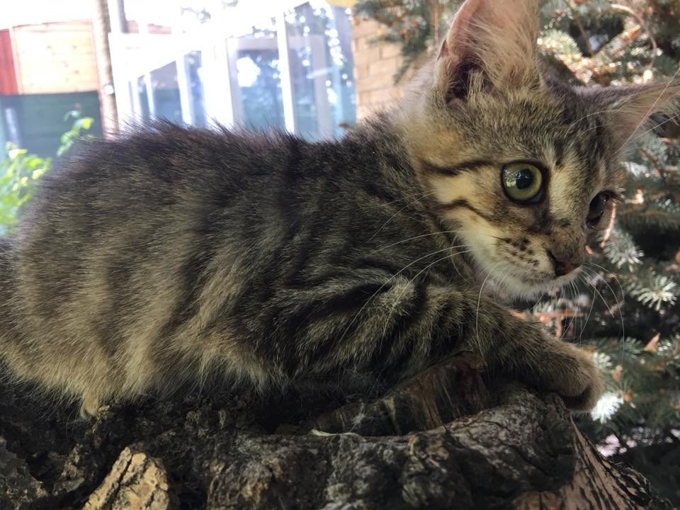 Кошечку отдают в хорошие руки Кошечку отдают в хорошие руки