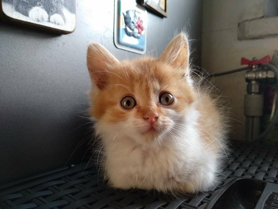 Котенка подарят под обязательный договор о стерилизации Котенка подарят под обязательный договор о стерилизации