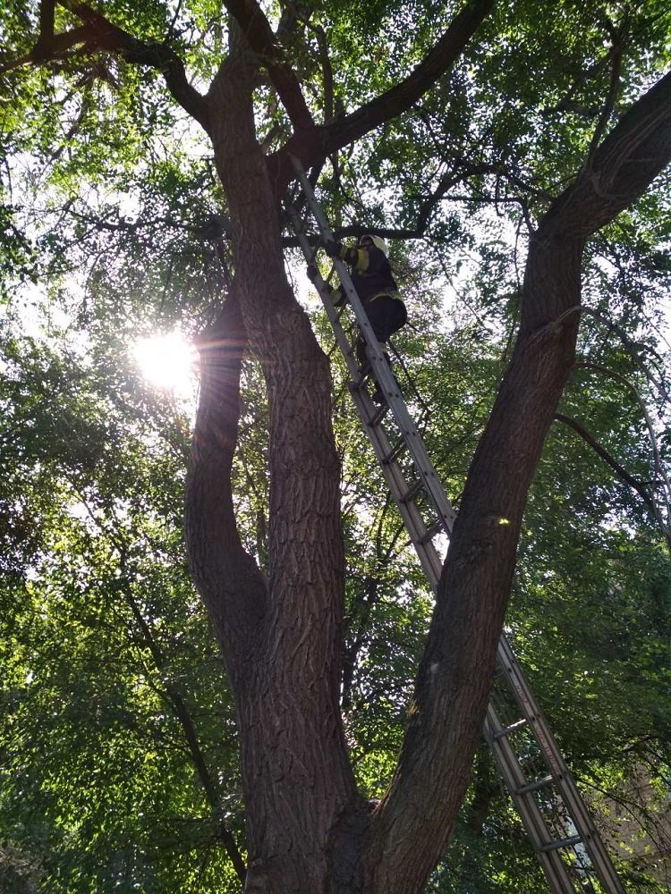 Кота спасали с помощью выдвижной лестницы