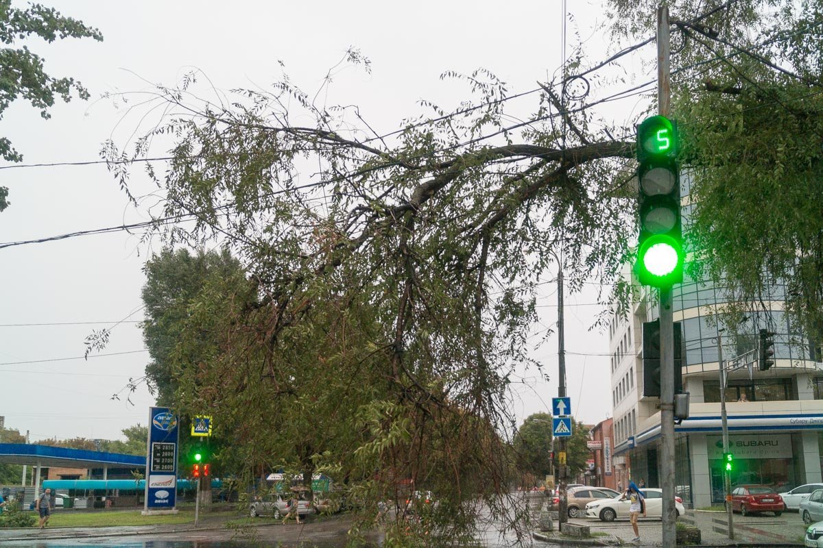 На Вокзальной упала ветка На Вокзальной упала ветка