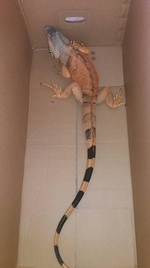 Во Львовском переулке игуану нашли патрульные