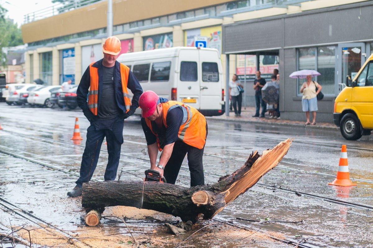 Ветку разрезали на части