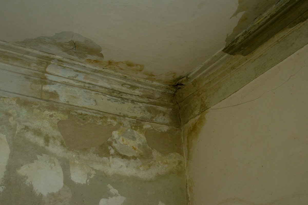 Проявляется плесень