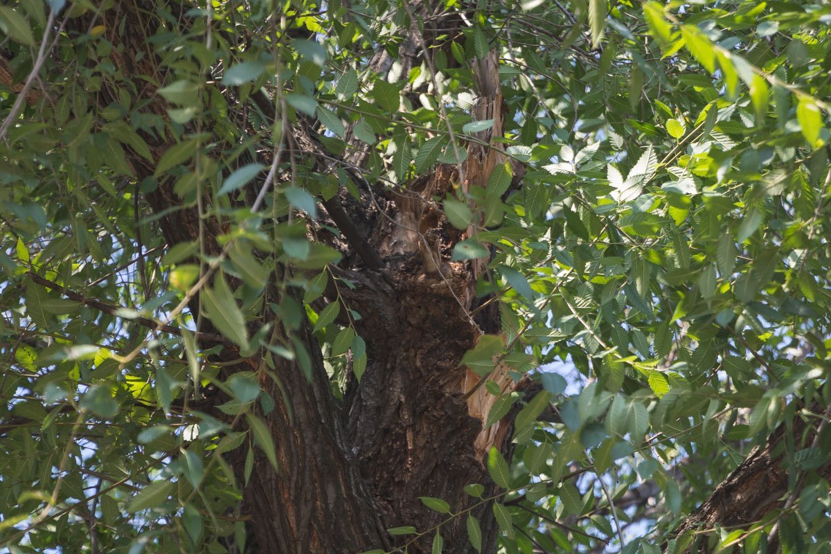 Сухой ствол дерева намекает, что это не первый и не последний "подарок" в этом сезоне