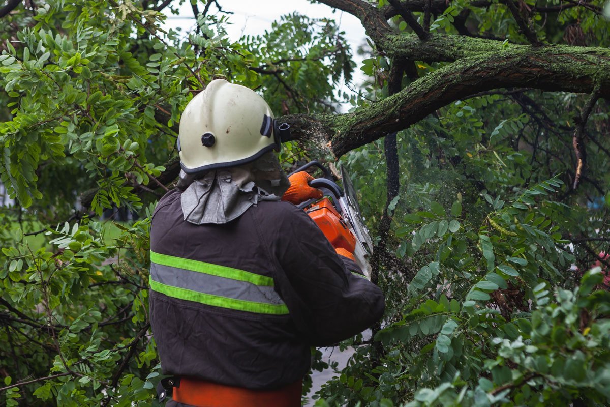 Спасатели оперативно убрали препятствие с проезжей части