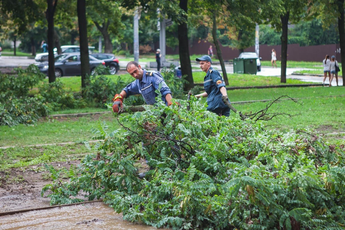Вскоре ветки убрали с проезжей части