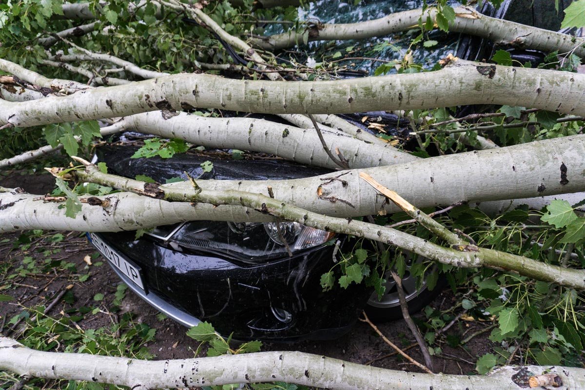 Обошлось без человеческих жертв Обошлось без человеческих жертв