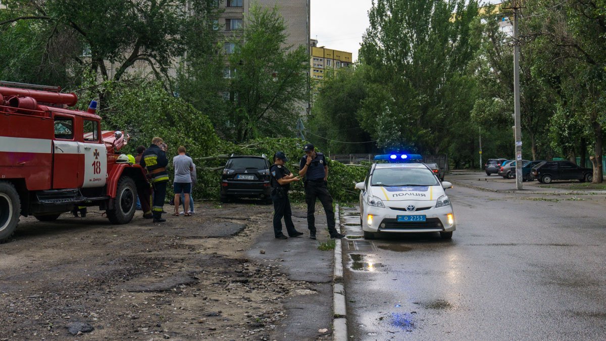 Дерево распилили и убрали с дороги Дерево распилили и убрали с дороги
