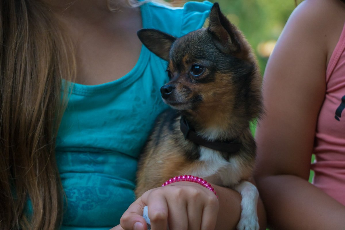 Четвероногие зрители остались довольны мультфильмом Четвероногие зрители остались довольны мультфильмом