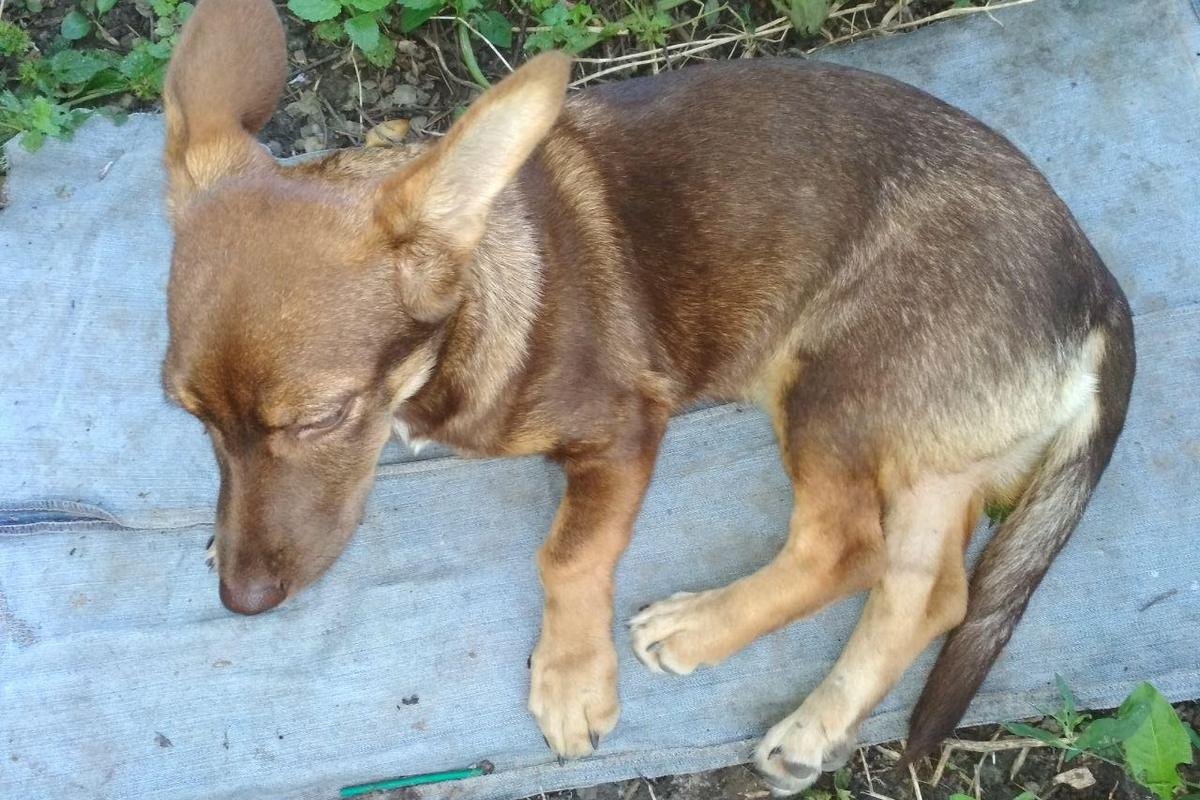 Неадекватный мужчина издевался над собакой и швырял ее на поводке в разные стороны Неадекватный мужчина издевался над собакой и швырял ее на поводке в разные стороны