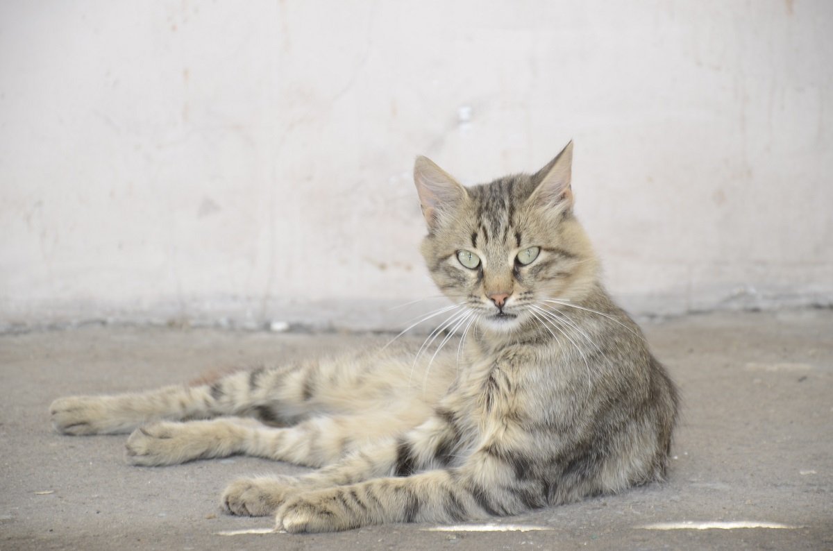 Верный болельщик