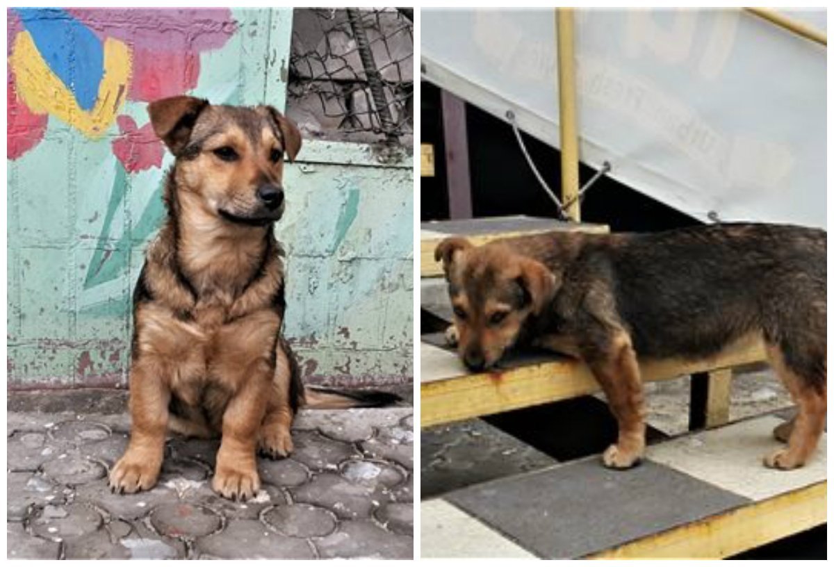 Заниженная милашка будет веселить вас днями напролет 