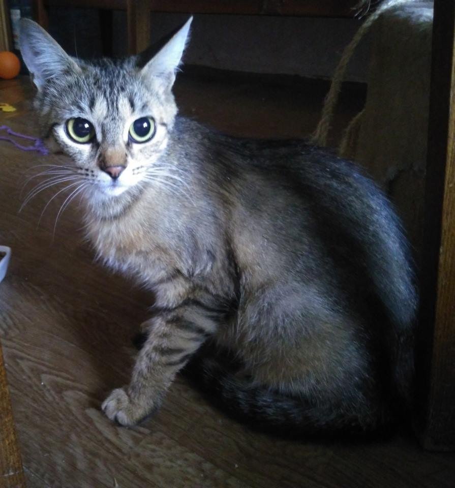 Помогите вернуть кошке веру в человечность