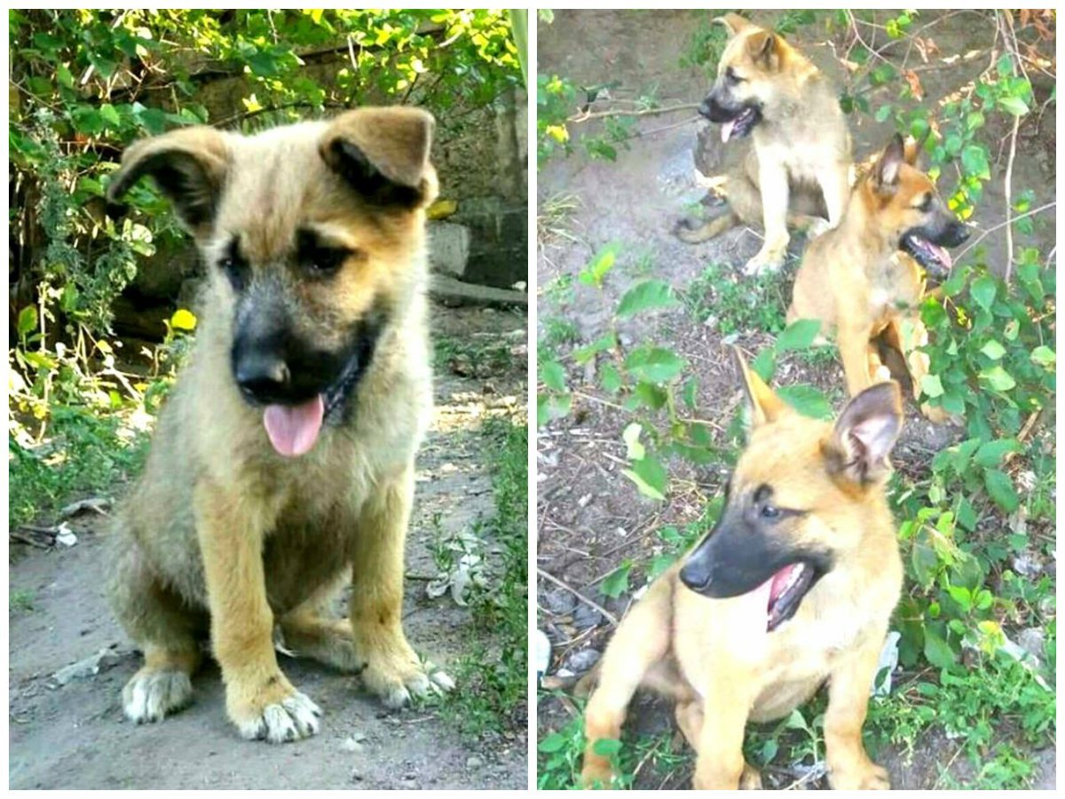 Хвостатые будут защищать вас независимо от того, правы вы или нет