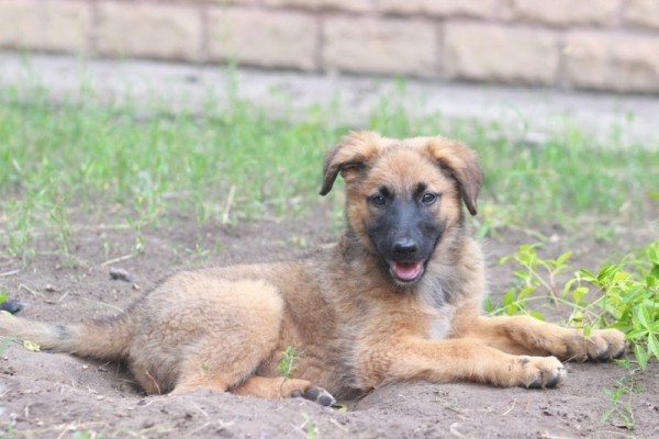 Пушистый комочек с бесконечным запасом энергии