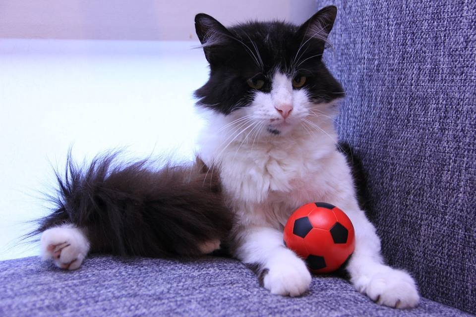 Подарите тепло и любовь: какие животные ищут дом в Днепре 8