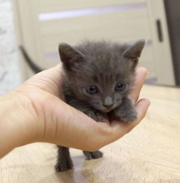 Мелкая будет радостно урчать у вас на ручках днями напролет