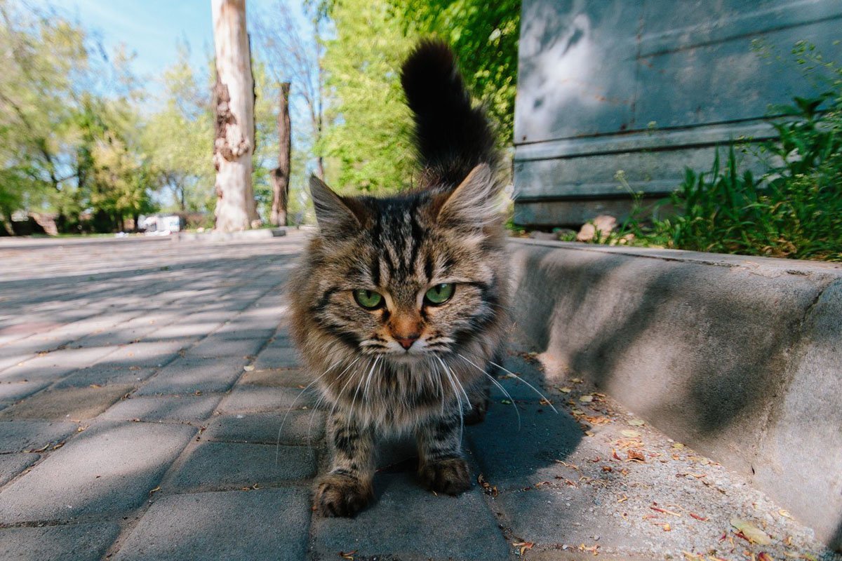 Я буду падать тебе в ноги и просить погладить меня, чтобы потом вцепиться тебе в руку Я буду падать тебе в ноги и просить погладить меня, чтобы потом вцепиться тебе в руку