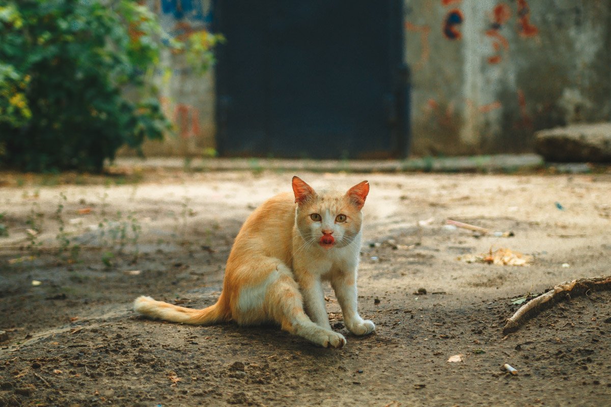 Когда осознаешь, что проспал всю жизнь, а мог бы играть с крышечкой Когда осознаешь, что проспал всю жизнь, а мог бы играть с крышечкой