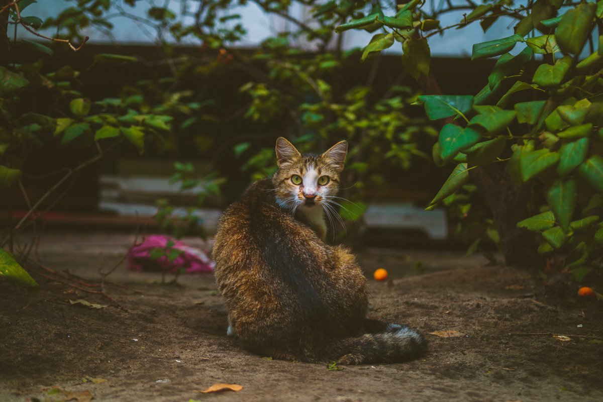 Пс, парень, сосиска есть? Пс, парень, сосиска есть?